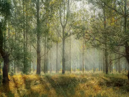Wald beleuchtet von der Sonne